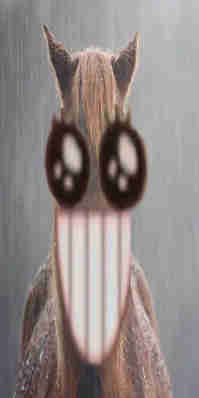 :horse_overjoyed_crunchy@plasmatrap.com:
