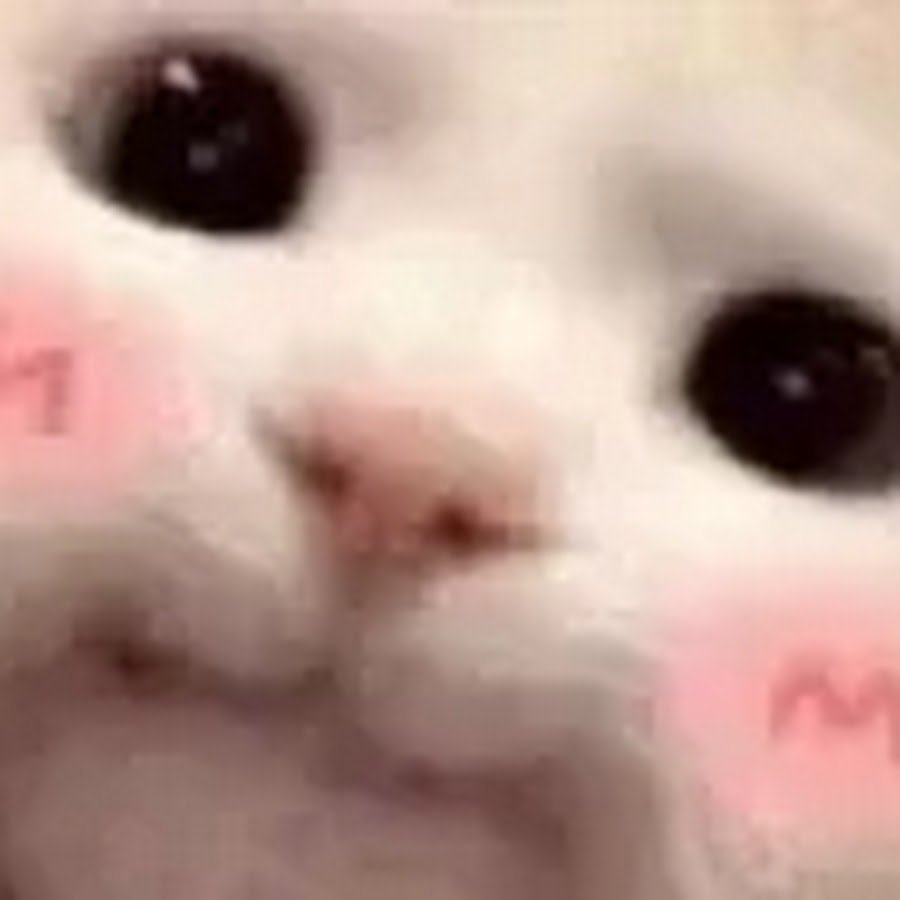 :kitteh@blahaj.love:
