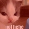 :nothehe@catgirl.cloud: