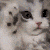 :cathappy@social.grat.gay: